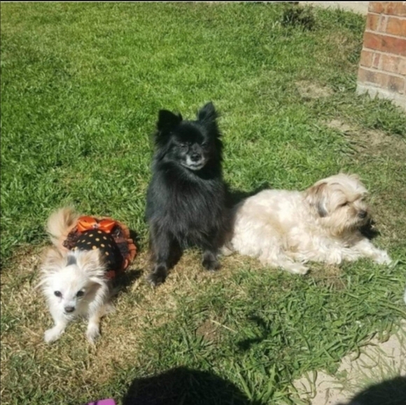 NEW Boll & Branch Flannel pillow cases. Set of 2. Standard. New with tags FINAL - Picture 5 of 6